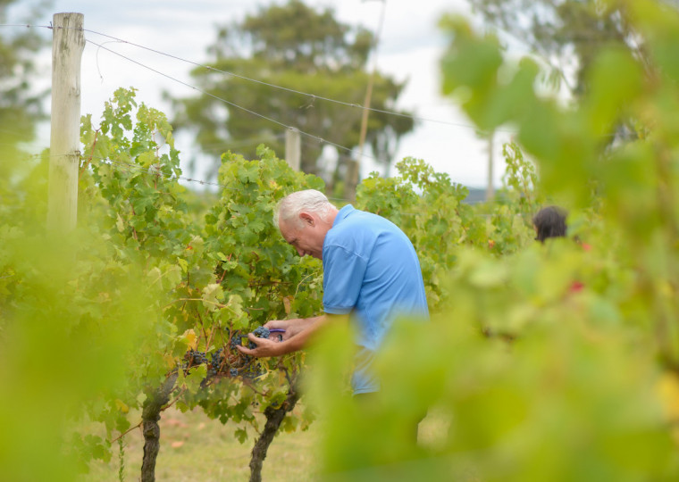 Enoturismo responde por 25% do faturamento da propriedade da Guatambu, de Dom Pedrito
