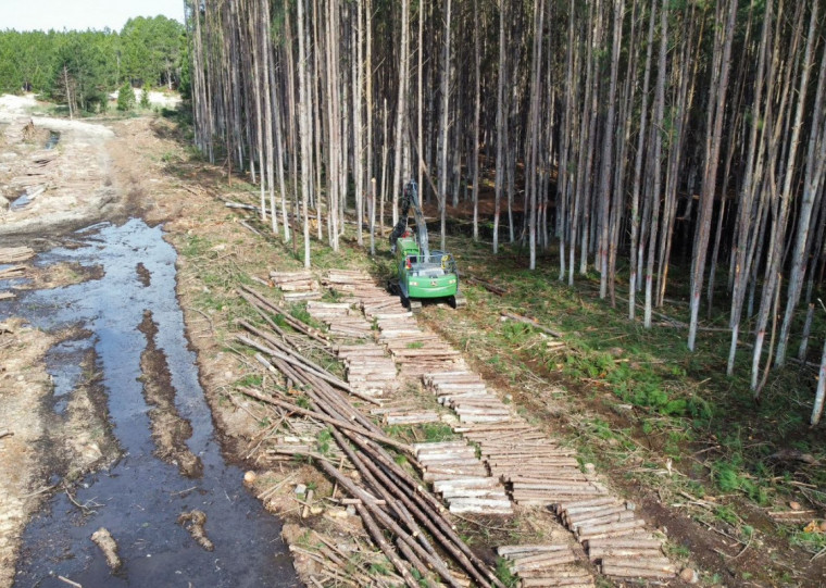 Goma resina é extraída de plantações de pinus, como o cultivo da Âmbar Florestal em São José do Norte, Rio Grande e Santa Vitória do Palmar