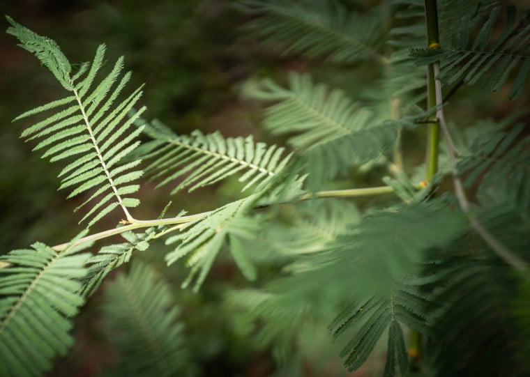 Tanac é uma das empresas que vai expandir plantio no Rio Grande do Sul