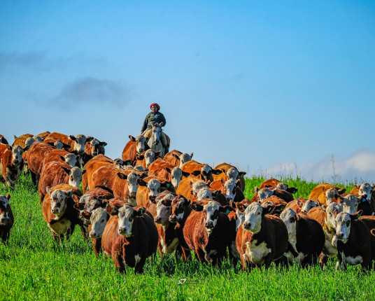 Exportadores de carne esperam avanços após reunião de Lula e Trump