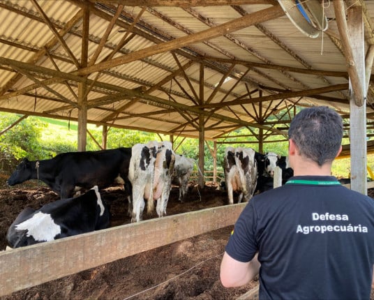 Mudança de status da febre aftosa ainda gera polêmica