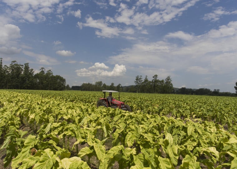Rio Grande do Sul colheu 287 mil toneladas de tabaco na safra 2025/2026