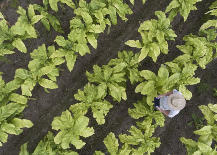 Comercialização mais lenta e valores menores na safra 2024/25 afetam produtores e prefeituras da região de Santa Cruz do Sul; municípios onde o tabaco responde por mais da metade da produção primária são os mais vulneráveis