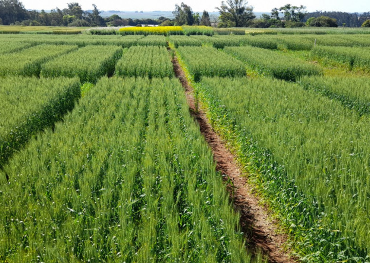 Serão seis estações técnicas apresentadas para o diferente manejo do solo no inverno