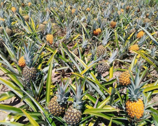 Governo lança primeiro Polo da Rota da Fruticultura no Estado