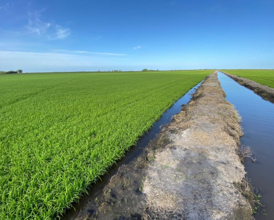 Arroz paraguaio amplia presença no Brasil e pressiona mercado gaúcho