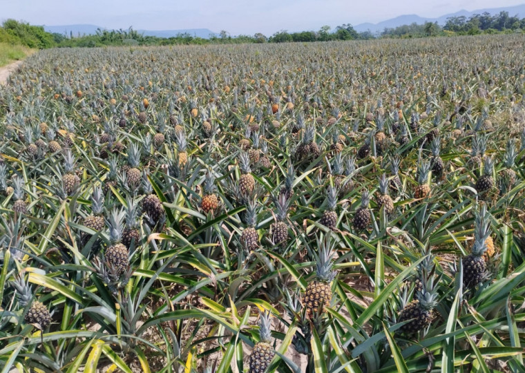Município de Terra de Areia é um dos destaques na produção de abacaxis no Litoral Norte gaúcho