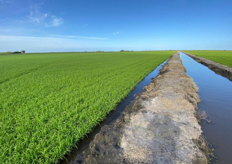 Área cultivada com arroz no RS, que já superou 1,2 milhão de hectares, vem caindo nos últimos anos