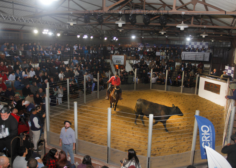 Leilão de Angus e Brangus foi um dos destaques na quarta-feira