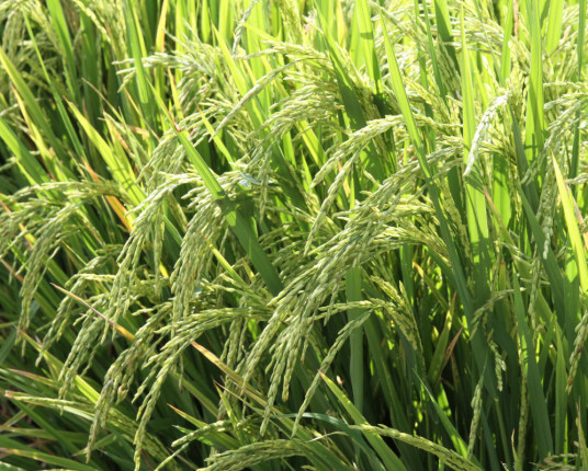 Conab projeta a maior safra gaúcha, com 38,3 milhões de toneladas