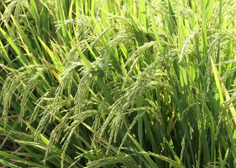  35ª Abertura da Colheita do Arroz acontece entre os dias 18 e 20 de fevereiro em Capão do Leão