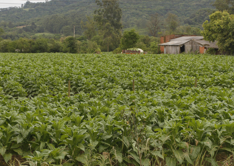 Setor do tabaco foi o que mais vendeu para os EUA em 2024 no RS
