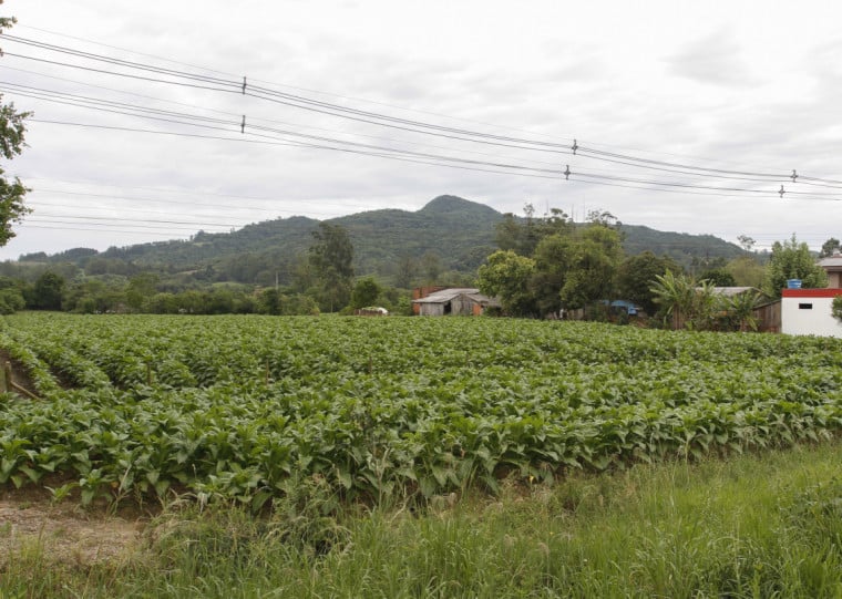 Tabaco foi um dos setores que impulsionou o crescimento em um ano adverso