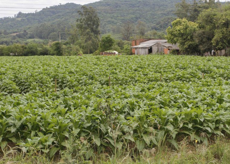 Tabaco é o principal protagonista das vendas para o exterior; China foi a principal compradora do insumo