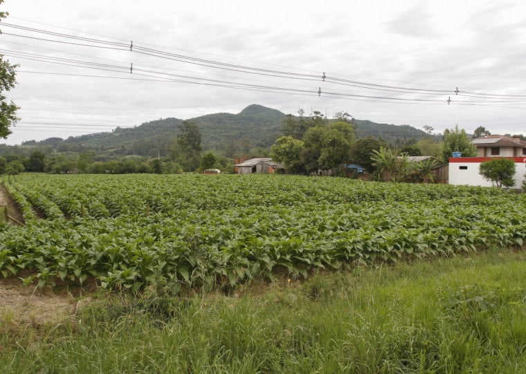 As cinco principais empresas da cidade pertencem ao setor; município do Vale do Rio Pardo é a sétima economia do Estado