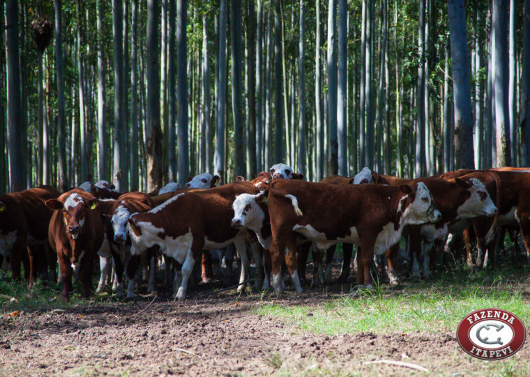 Fazenda Itapevi mantém 200 hectares de área silvopastoril 