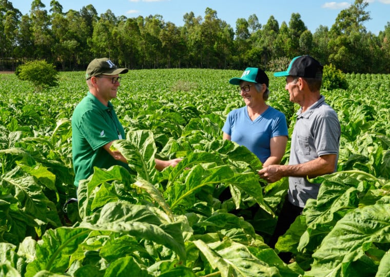 Fumo é produzido em propridades de cidades como Vera Cruz