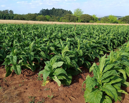 Exportação atípica de tabaco puxa resultado positivo da indústria gaúcha em janeiro