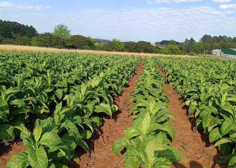 RS concentrou 42% da produção nacional, com 303 mil toneladas por 69 mil produtores, em 206 municípios