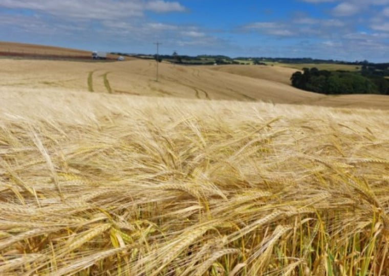 Projeção de cultivo apontada pela Emater/RS-Ascar é de 34.429 hectares e a produtividade de 3.245 kg/ha