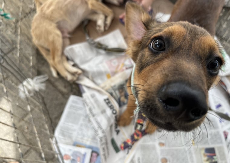 Prefeitura de Estância Velha possui diversos programas direcionados à saúde e bem-estar animal
