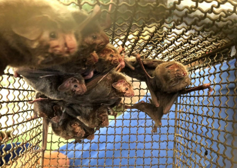 Doen&ccedil;a &eacute; transmitida pelos morcegos
