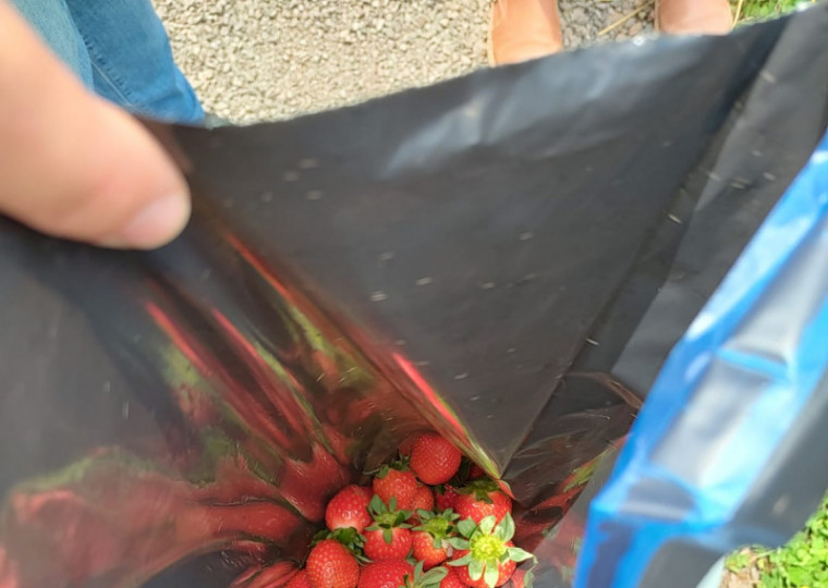 Objetivo é monitorar a qualidade e a segurança das frutas e hortaliças produzidas e consumidas no Rio Grande do Sul