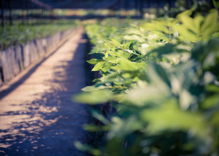 Empresa de Cachoeira do Sul tem o maior viveiro de nogueiras pecã do mundo