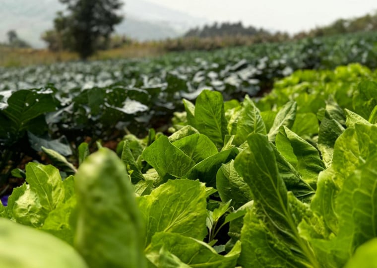 cabendo aos produtores rurais atingidos pela estiagem solicitarem a prorrogação junto aos bancos a fim de comprovar a perda da produção e a sua incapacidade de pagamento