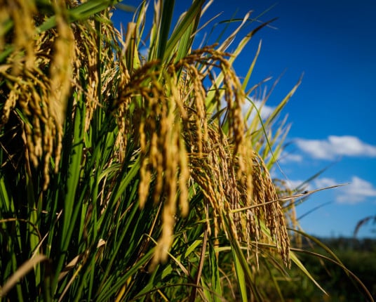 Preço do arroz cai quase 50% e pressiona futuro da produção