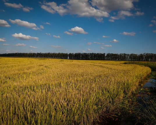 Agro brasileiro teve alta nos registros de recuperação judicial deferidos em 2024