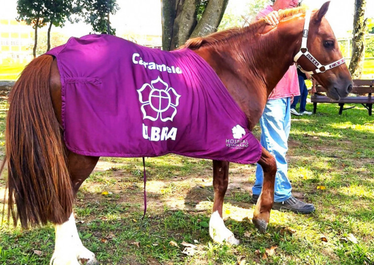 Símbolo de resistência no período das enchentes, equino engordou 50 quilos desde o resgate, em 9 de maio
