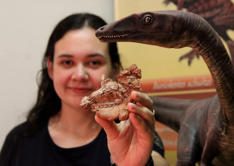 Osso da face do réptil, que teria vivido há 230 milhões de anos na região, foi encontrado durante escavações