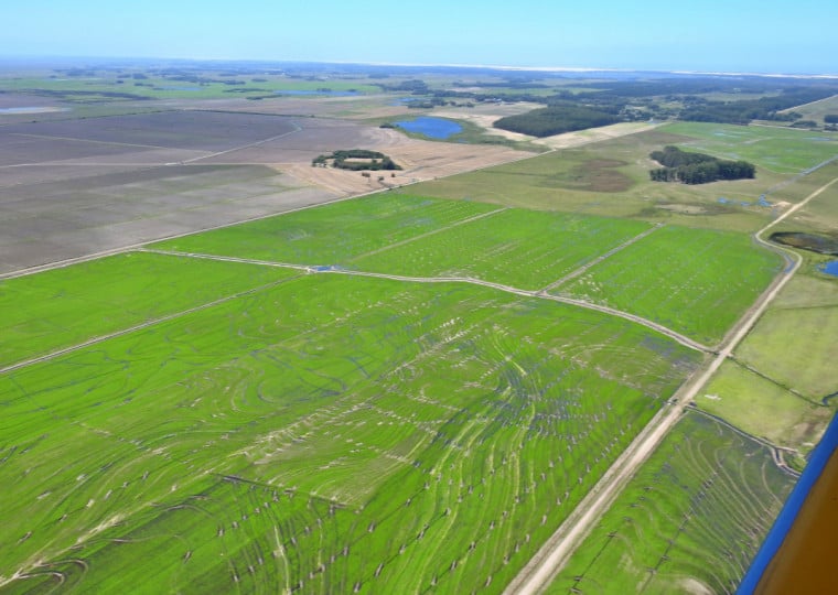 Alta conversão de áreas de vegetação nativa para produção agrícola no Pampa preocupa pesquisadores do MapBiomas