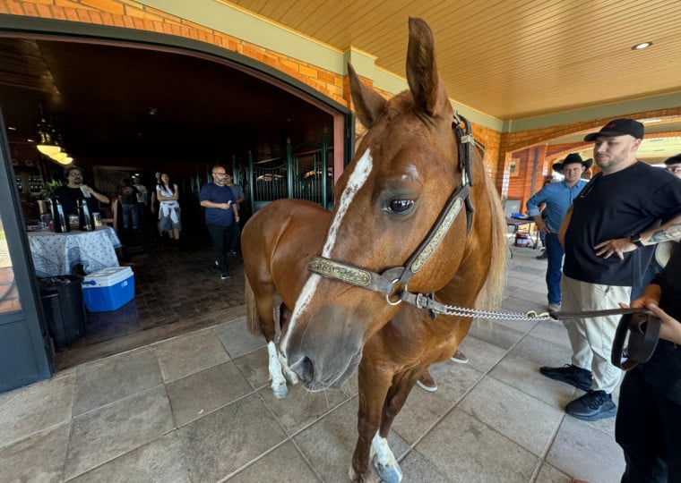 Símbolo das enchentes de maio, equino terá uma participação na sexta temporada da série Yellowstone