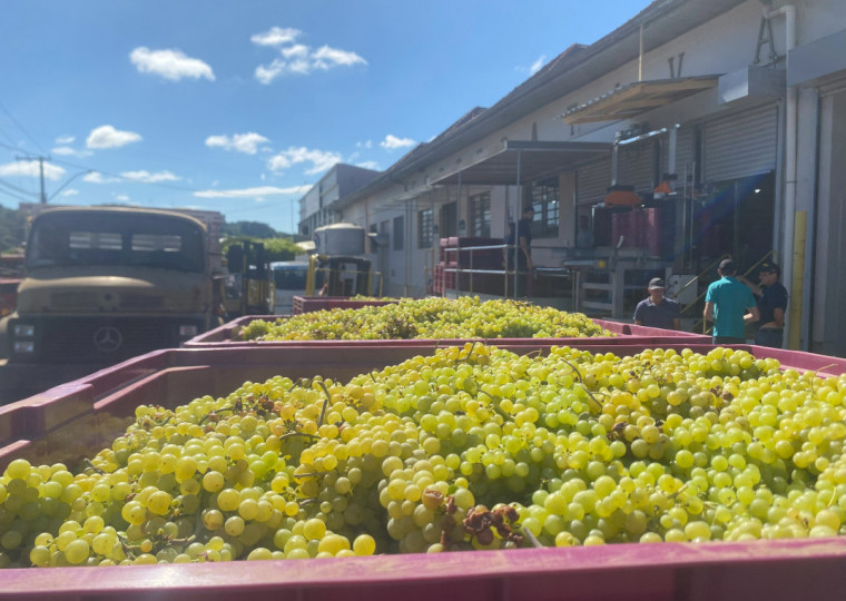 Com novos tipos da fruta, expectativa é receber cerca de 28 milhões de quilos dos 450 cooperados