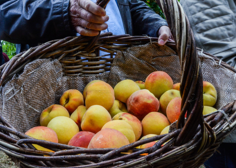 Cidade do Sul do Estado &eacute; protagonista na produ&ccedil;&atilde;o em &acirc;mbito nacional