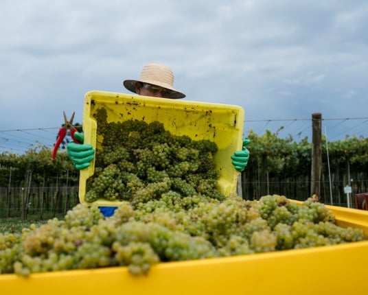 Depois de quebra no ano passado, safra de uvas pode crescer 45% e voltar à normalidade no RS