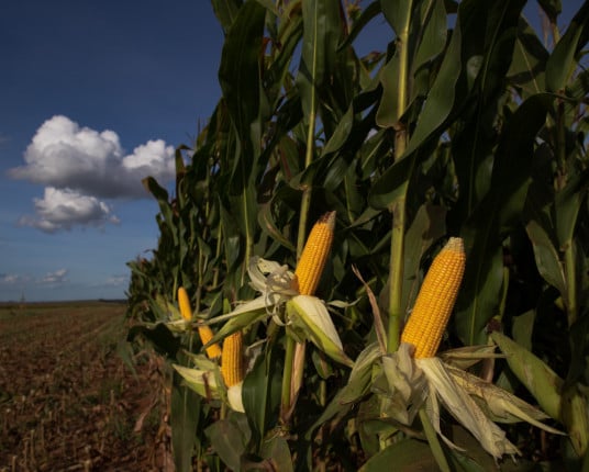 Etanol de grãos redesenha mapa energético do País