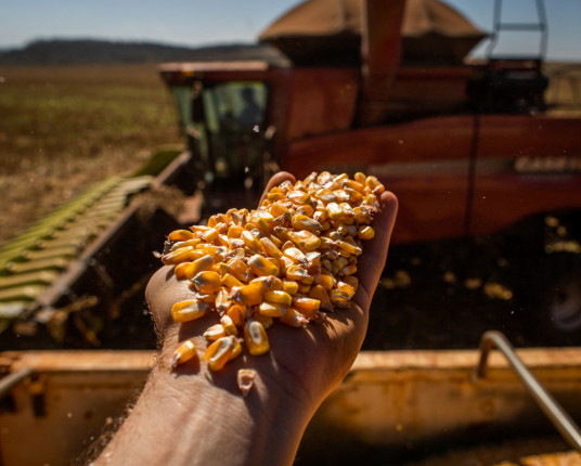 Safra dos EUA pressiona milho e RS projeta avanço na produção