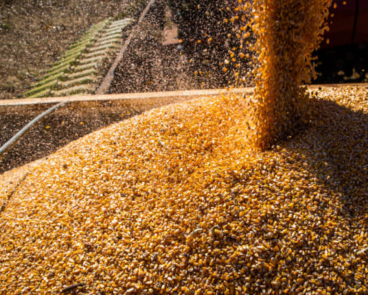 Brasil poderá ter novo recorde na produção de grãos na safra 2024/2025