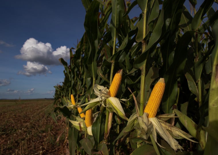 Expans&atilde;o do etanol de milho e trigo impulsiona economia ga&uacute;cha