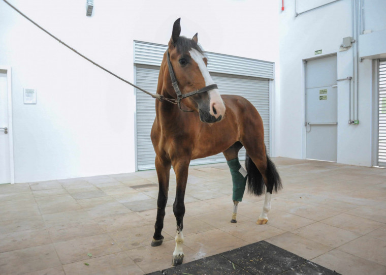 No hospital desde 2022, animal teve membro posterior amputado