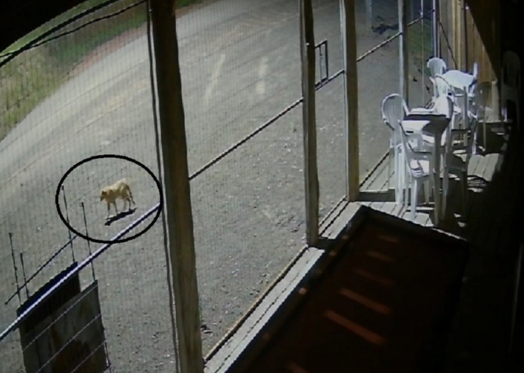 Câmera de vigilância de um estabelecimento flagrou presença do animal