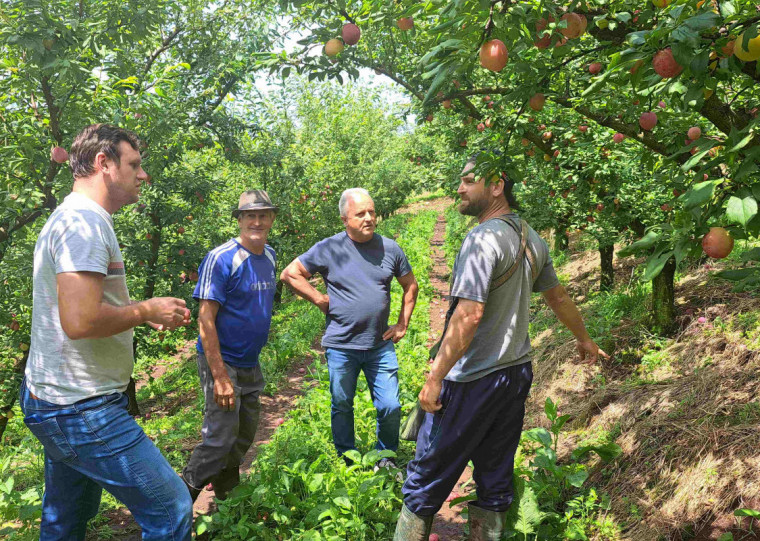 Produtores de fruta, que residem no interior do município, relataram a perda da totalidade da safra de ameixa