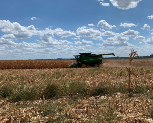 Produtores já sofrem com perdas por conta da falta de chuva