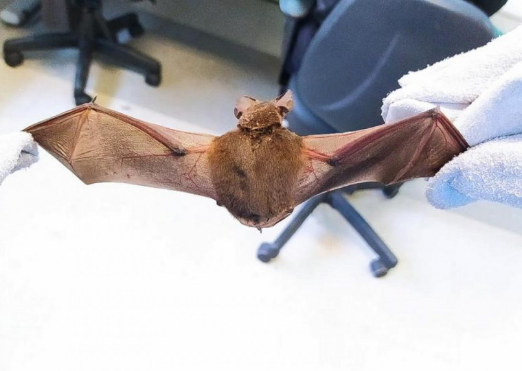 Orientação é que a população não mate os morcegos