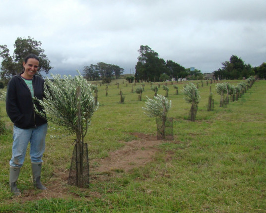 Olivicultores têm esperança de safra superior, mas temem impacto do dólar em insumos