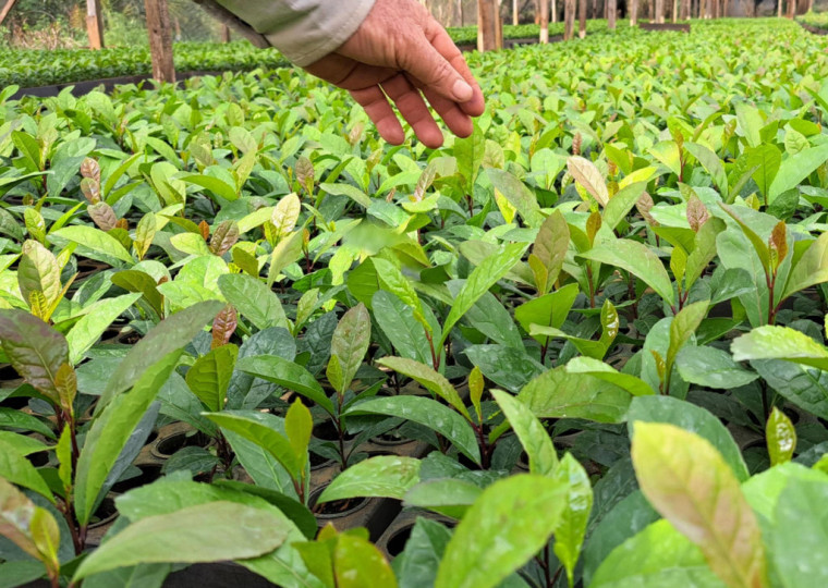 Empresas & Negócios - Especial erva-mate - lavoura de erva-mate