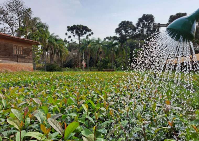 Cultura da planta, seu consumo e seu cultivo se consolidaram, sem jamais abandonar os territórios nativos na porção subtropical da América do Sul